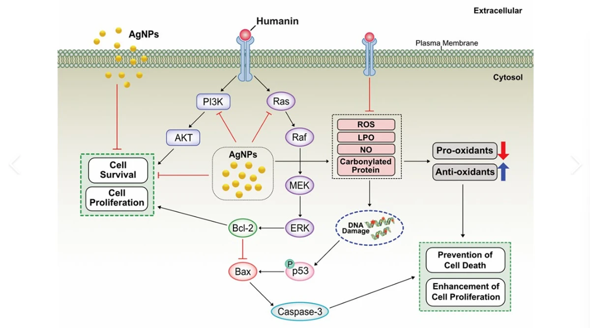 Humanin peptide application Humanin peptide application